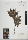 Foto von Salix lapponum L.